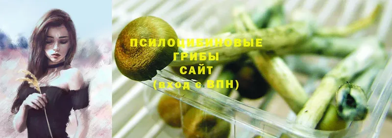 сколько стоит  Агрыз  Галлюциногенные грибы Magic Shrooms 